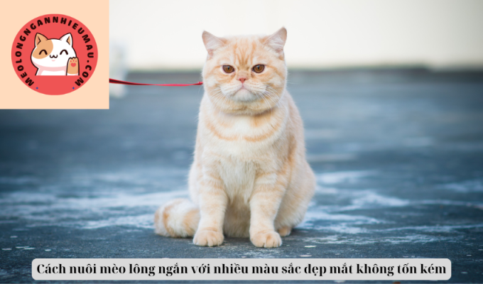 Cách nuôi mèo lông ngắn với nhiều màu sắc đẹp mắt không tốn kém