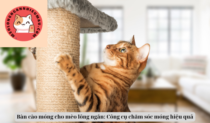 Bàn cào móng cho mèo lông ngắn: Công cụ chăm sóc móng hiệu quả