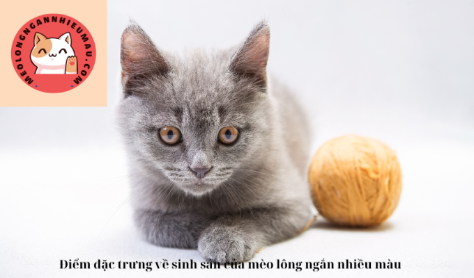 Điểm đặc trưng về sinh sản của mèo lông ngắn nhiều màu