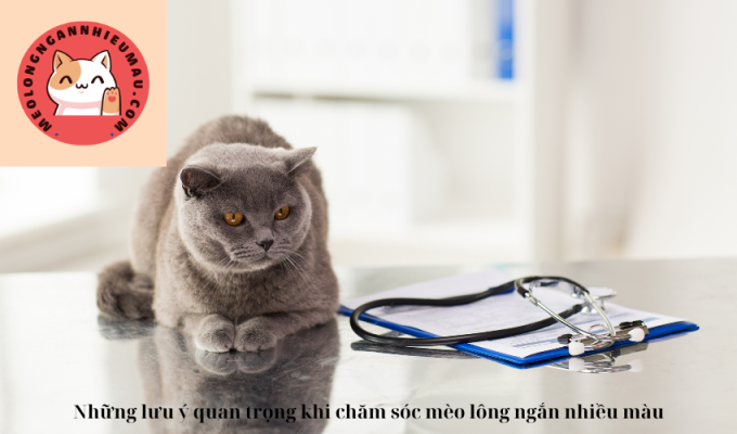 Những lưu ý quan trọng khi chăm sóc mèo lông ngắn nhiều màu