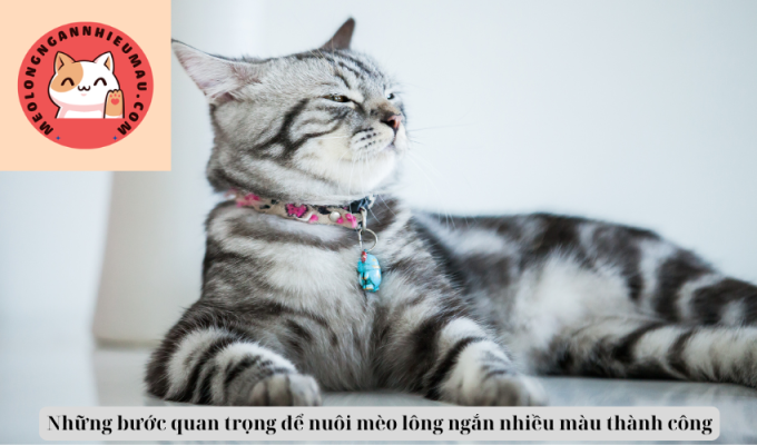 Những bước quan trọng để nuôi mèo lông ngắn nhiều màu thành công