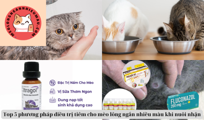 Top 5 phương pháp điều trị tiêm cho mèo lông ngắn nhiều màu khi nuôi nhận