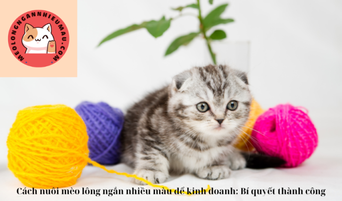 Cách nuôi mèo lông ngắn nhiều màu để kinh doanh: Bí quyết thành công