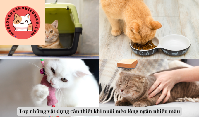 Top những vật dụng cần thiết khi nuôi mèo lông ngắn nhiều màu