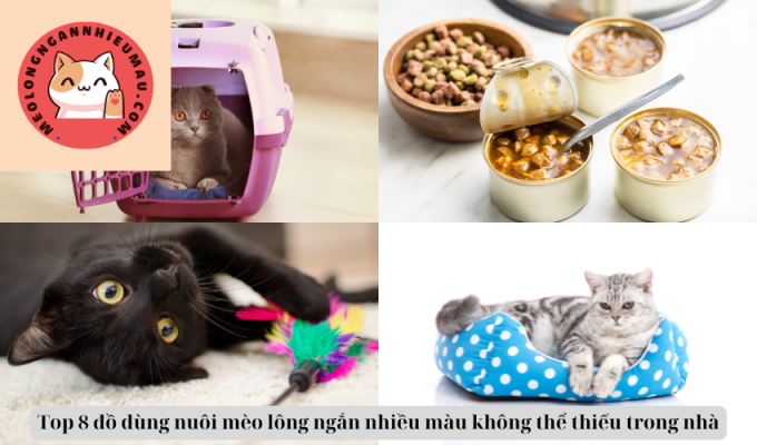 Top 8 đồ dùng nuôi mèo lông ngắn nhiều màu không thể thiếu trong nhà